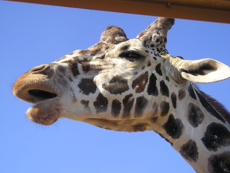 A close up of a giraffe 's head with its mouth open
