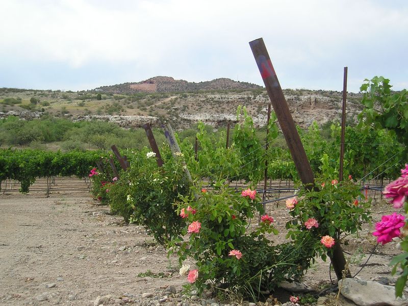 A row of flowers in a vineyard with a mountain in the background