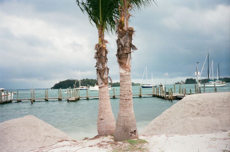 Two palm trees on a beach with boats in the background