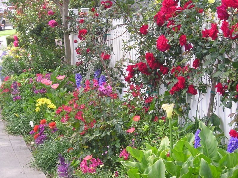 A row of flowers along a sidewalk next to a white fence