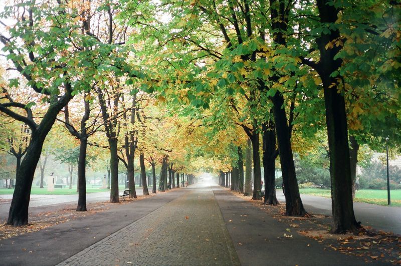 A row of trees on the side of a road