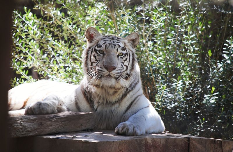 A white tiger is laying on a wooden ledge and looking at the camera.