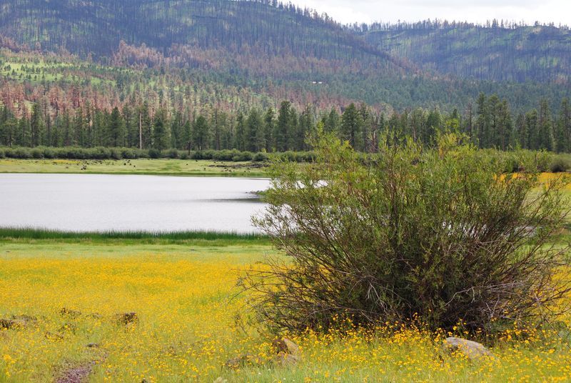 A lake with mountains in the background and a field of yellow flowers in the foreground.