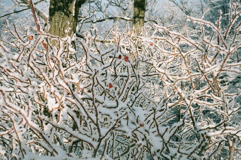 A snowy forest with trees and branches covered in snow