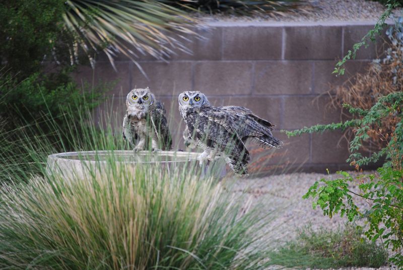Two owls are standing next to a fountain in a garden.
