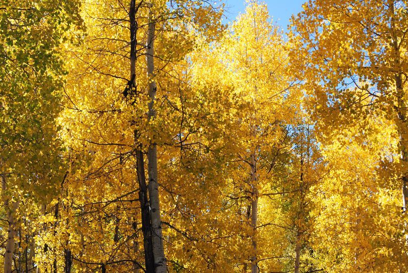A forest of trees with yellow leaves on them