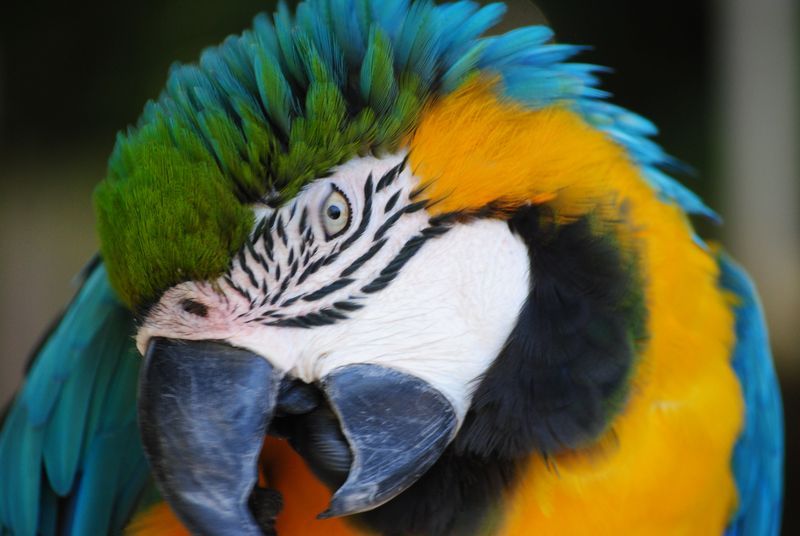 A close up of a colorful parrot with a long beak.