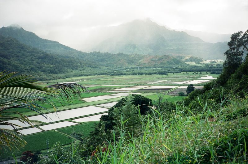 A view of a lush green valley with mountains in the background.