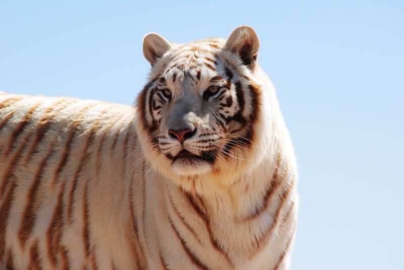 A white tiger is standing in front of a blue sky and looking at the camera.