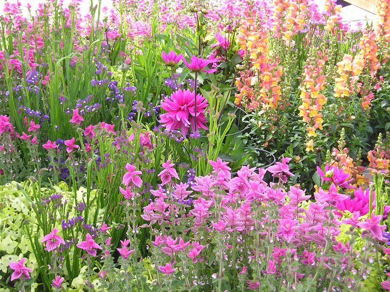A bunch of purple and orange flowers in a garden