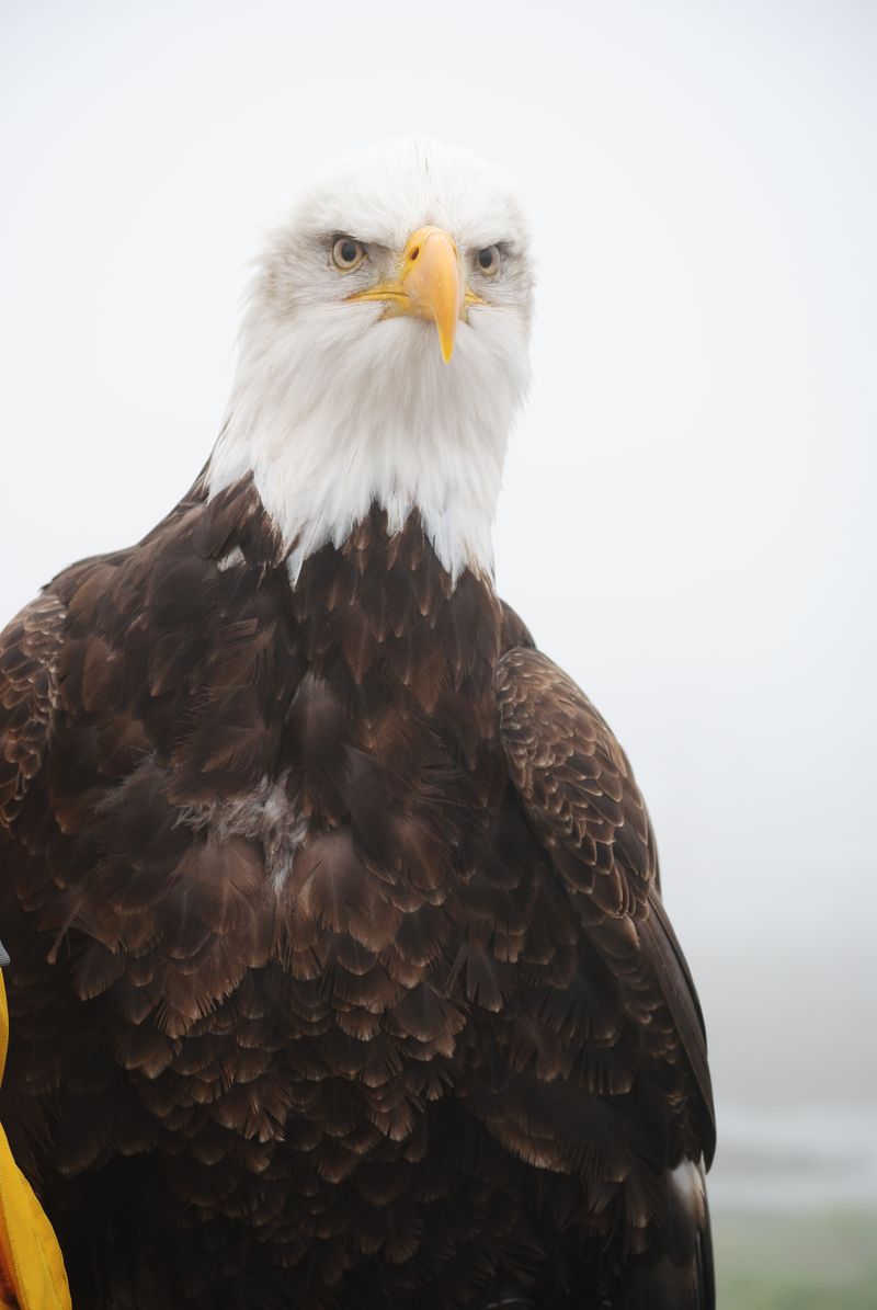 A bald eagle with a yellow beak is looking at the camera