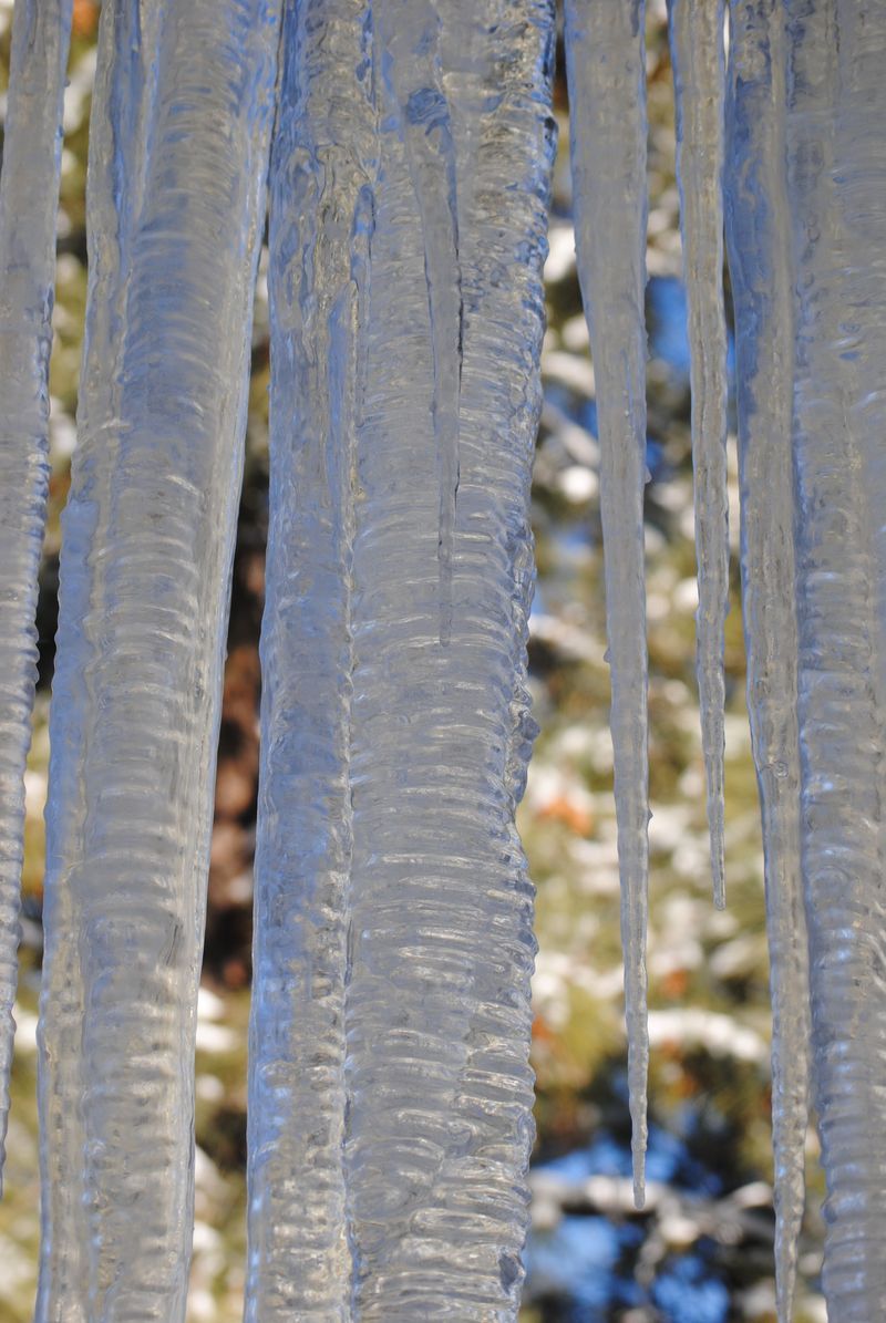 A close up of a bunch of icicles hanging from a tree.