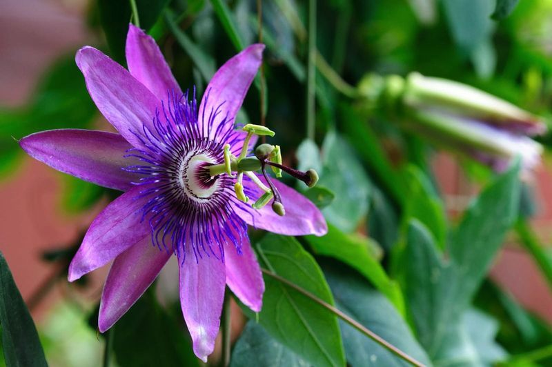 A close up of a purple passion flower with green leaves in the background.