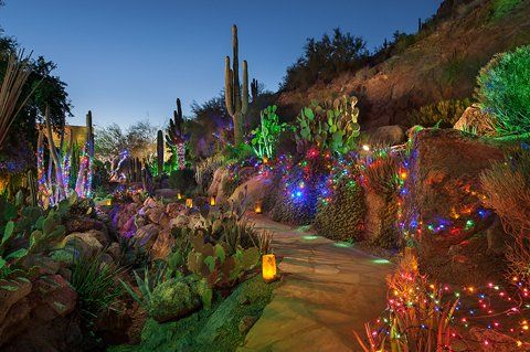A path in the desert with cactus and christmas lights.