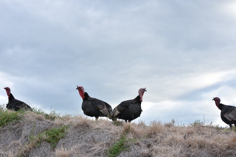 A group of turkeys are standing on top of a hill.