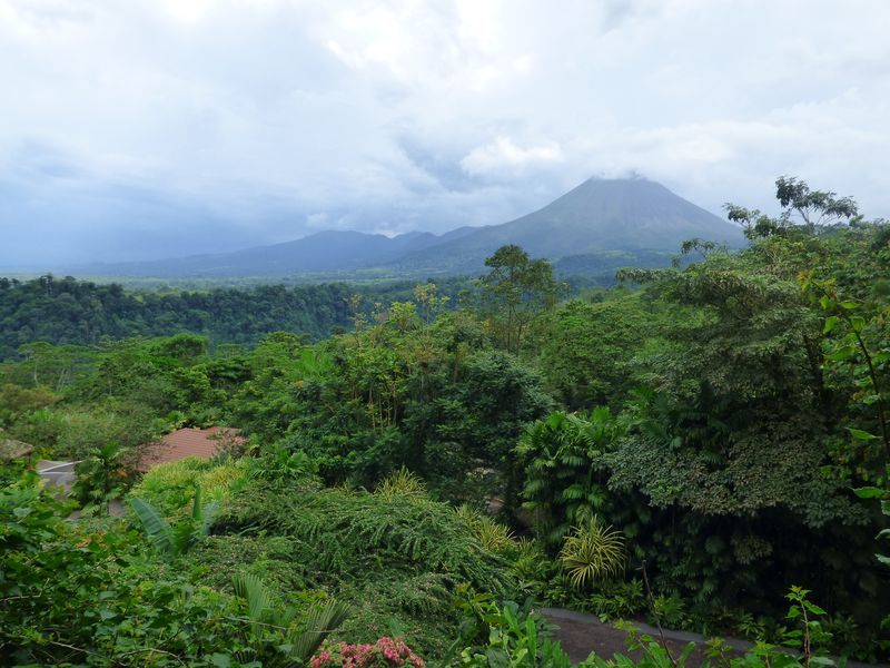 A view of a lush green forest with mountains in the background.