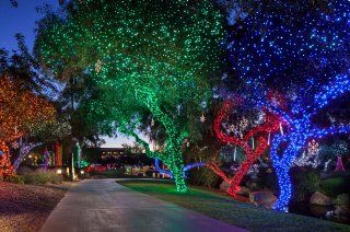 A row of trees are decorated with christmas lights.