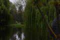 A person is standing in front of a pond surrounded by trees.