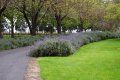 A path in a park surrounded by trees and grass.