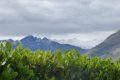 A blurry picture of a mountain range with trees in the foreground and mountains in the background.