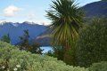 There is a palm tree in the foreground and a lake in the background.
