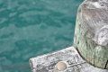 A close up of a wooden post in the water.