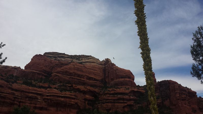 A mountain with a tree in the foreground and a tree in the background
