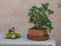 A potted plant is sitting on a table next to a bunch of pears.