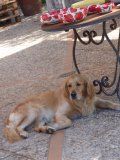 A dog is laying on the ground next to a table.