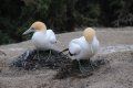 Two birds are standing next to each other on a rock.