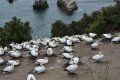 A flock of birds are sitting on the ground near the water.