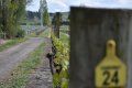 A yellow tag on a wooden post with the number 24 on it.