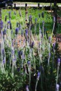 A bunch of purple flowers are growing in a field.