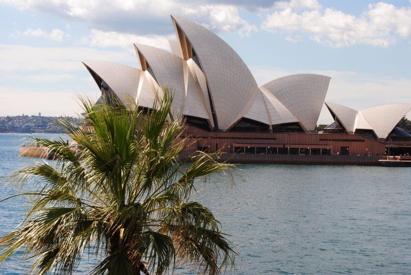 A palm tree in front of the opera house in sydney