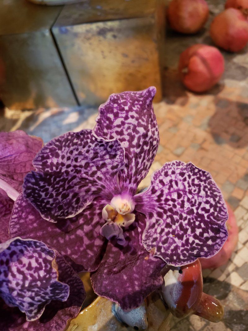 A close up of a purple flower on a table