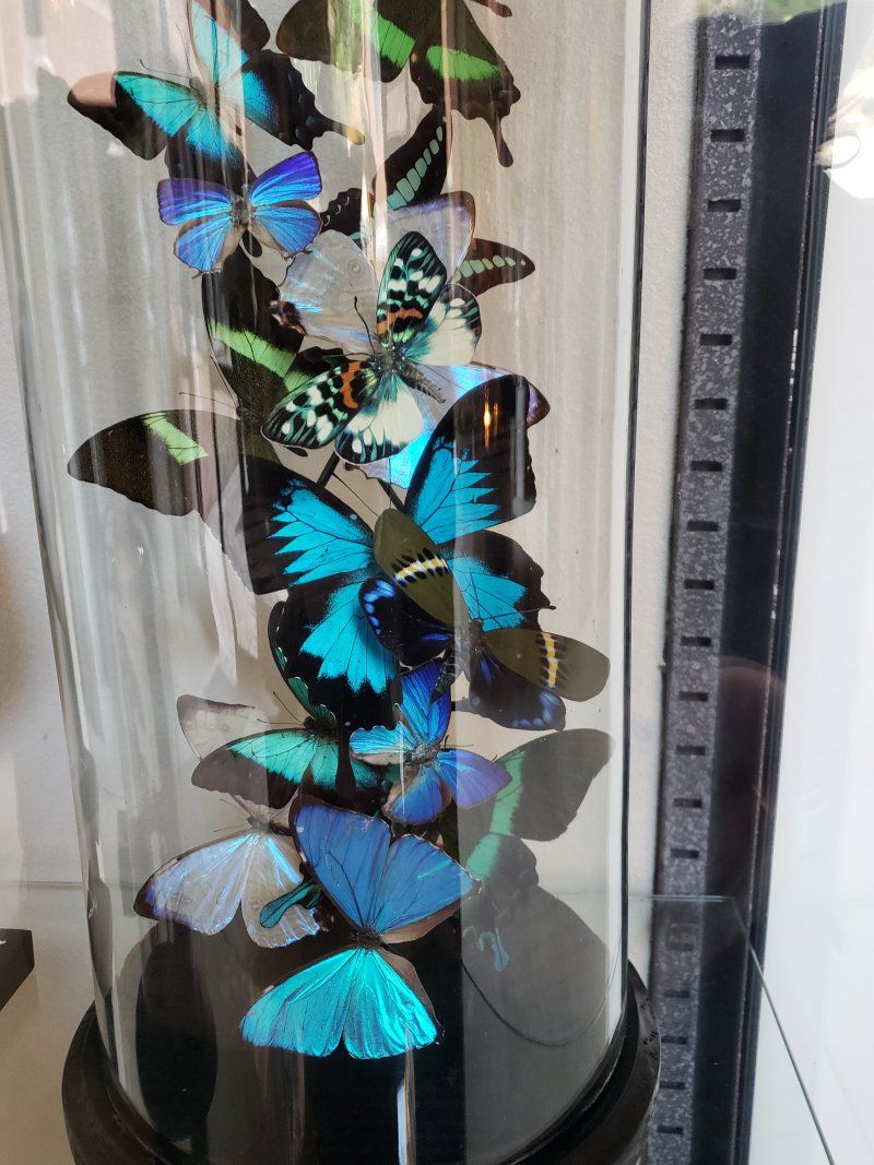 A display of blue butterflies in a glass dome