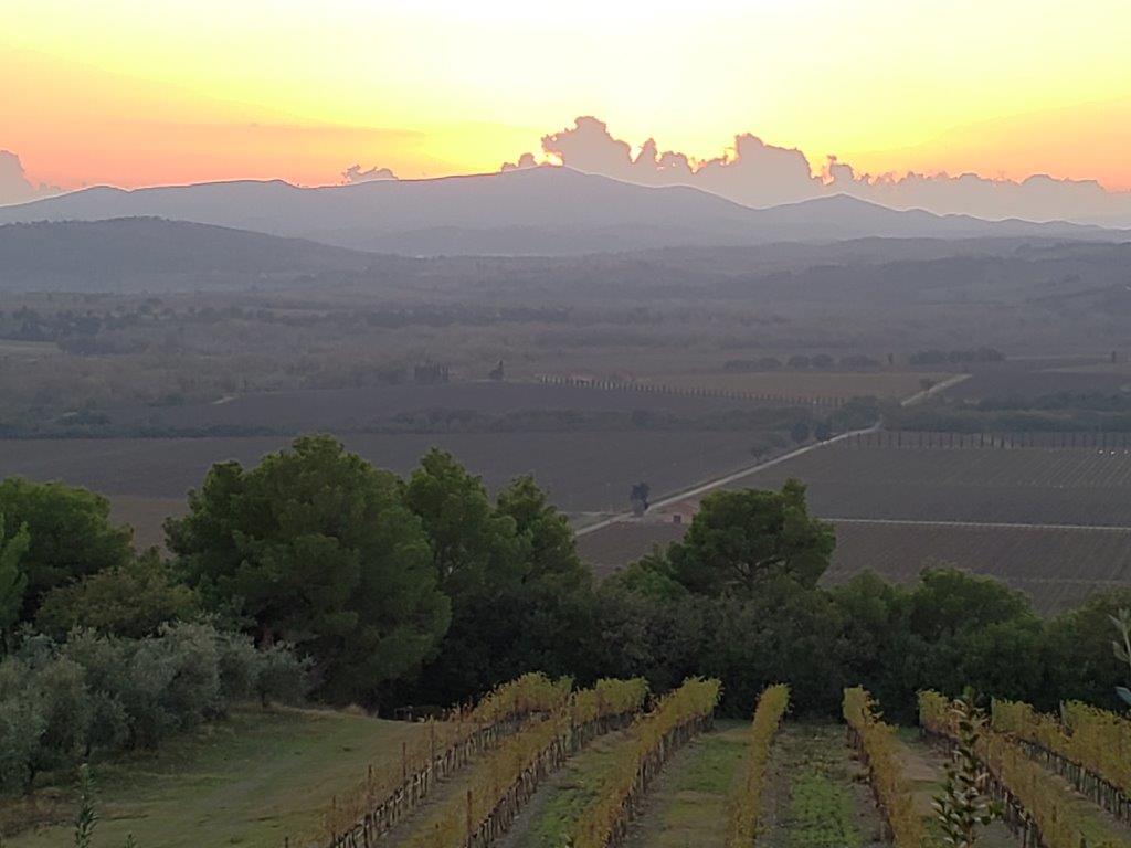 A sunset over a vineyard with mountains in the background.
