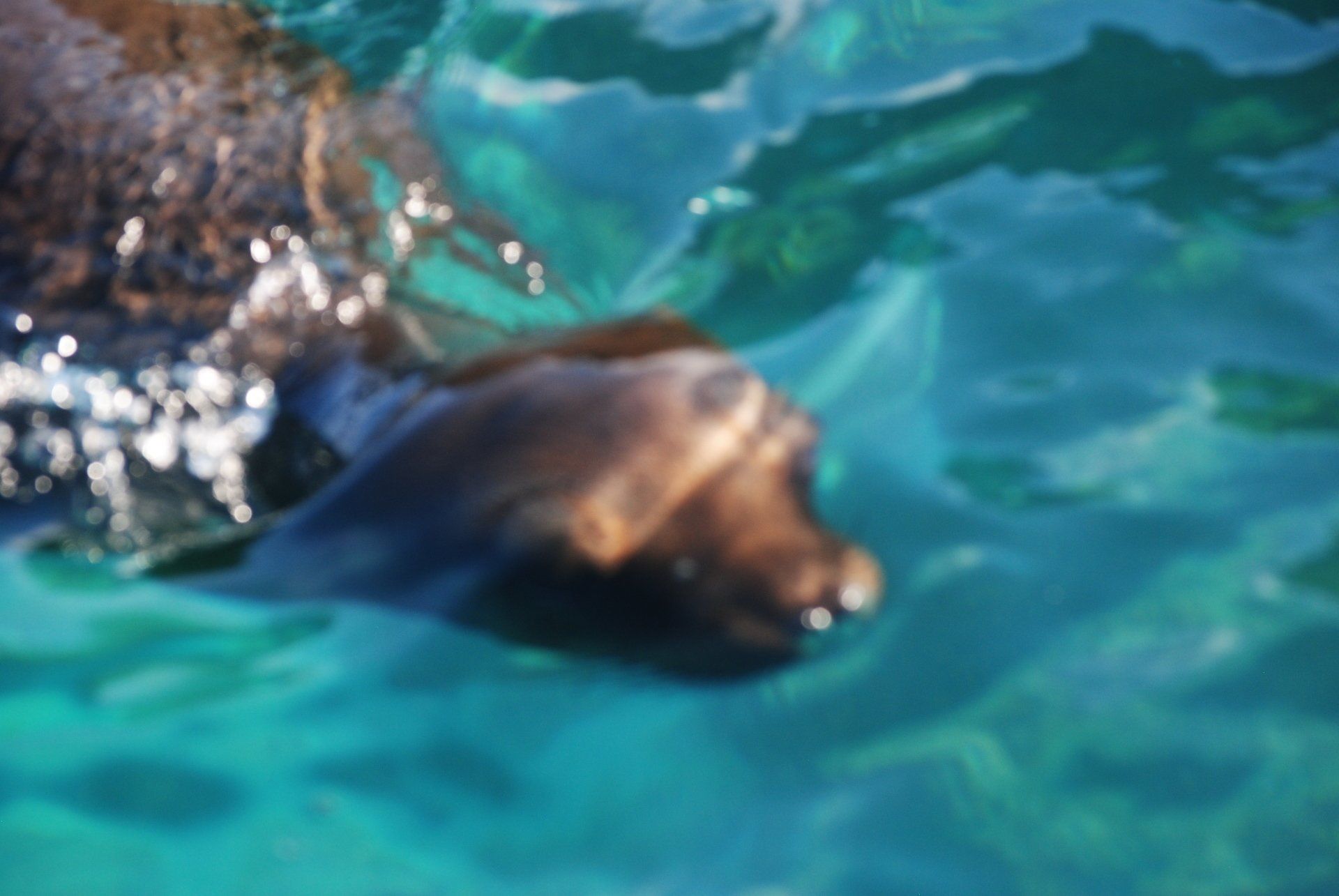 A close up of a dolphin swimming in the ocean