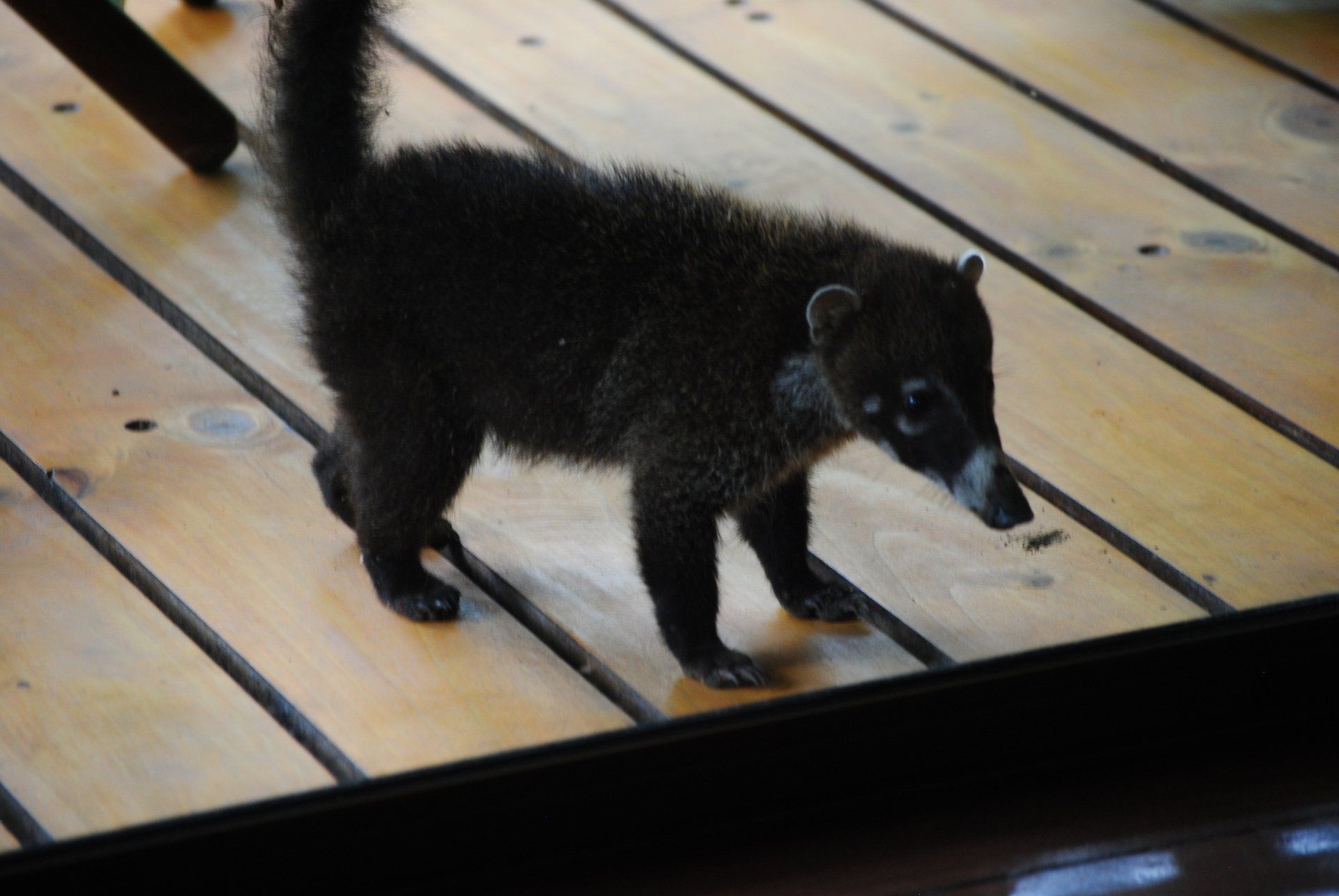 A small black animal is walking on a wooden deck