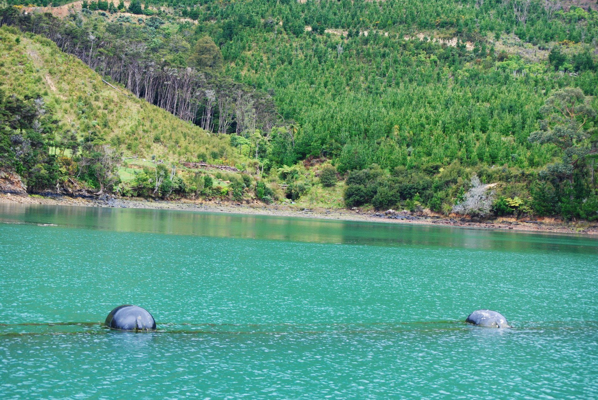 Two hippos are swimming in a lake with trees in the background.
