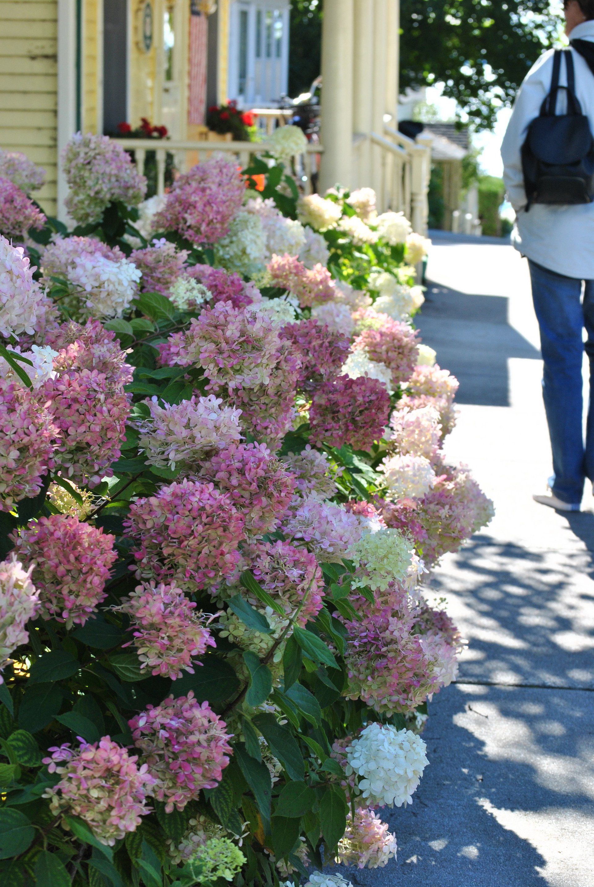 A woman is walking past a bush of pink and white flowers