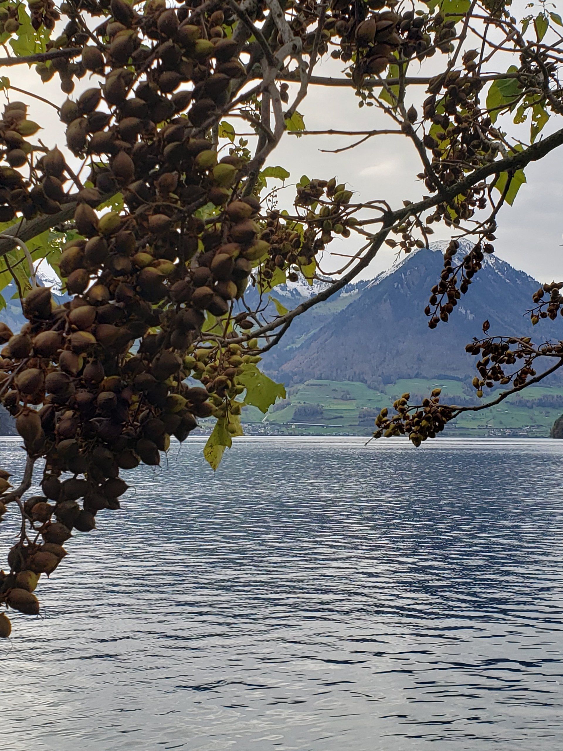 A tree branch hanging over a lake with mountains in the background