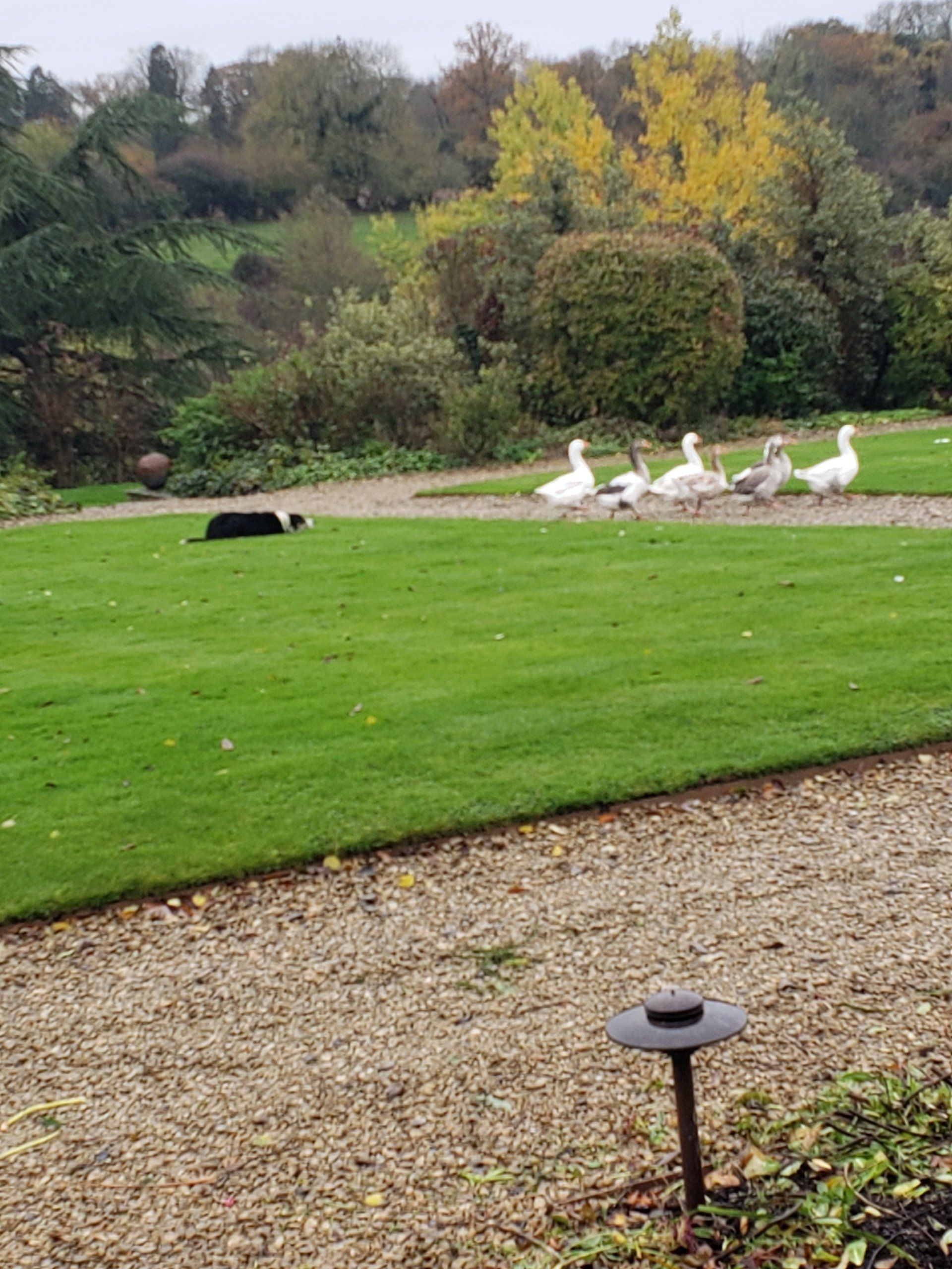A group of ducks are walking across a lush green field.
