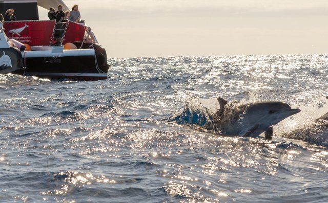 Dolphin Cruises in Action