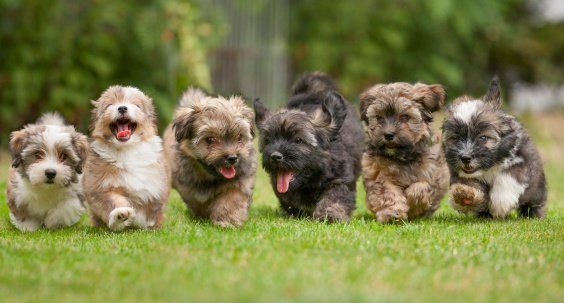 A group of puppies are running in the grass.