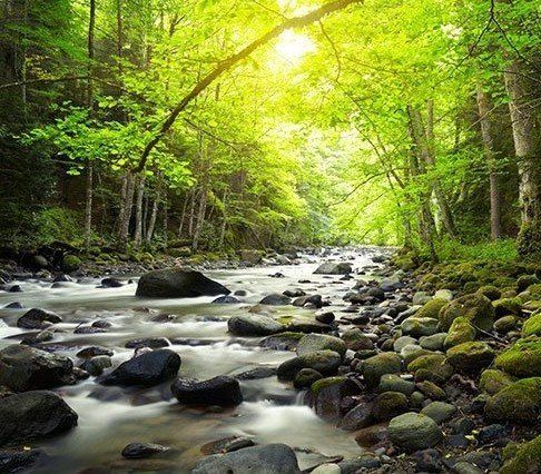 forest stream