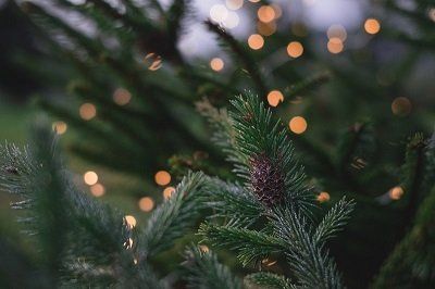 Lexington Mowing — Christmas Tree Leaves in Lexington, KY Lexington Mowing — Christmas Tree Leaves in Lexington, KY