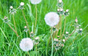 Dandelion – Lexington, KY – Mow-Mow’s Family Landscaping Dandelion – Lexington, KY – Mow-Mow’s Family Landscaping