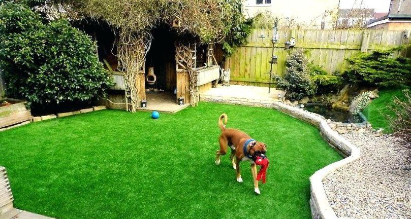 Dog On Artificial Grass – Lexington, KY – Mow-Mow’s Family Landscaping Dog On Artificial Grass – Lexington, KY – Mow-Mow’s Family Landscaping