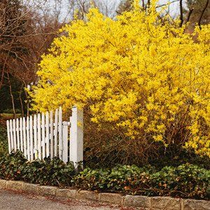 Forsythia – Lexington, KY – Mow-Mow’s Family Landscaping Forsythia – Lexington, KY – Mow-Mow’s Family Landscaping